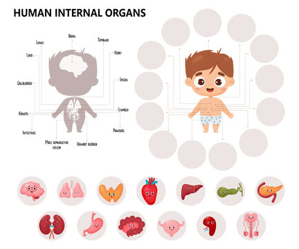 Anatomy human body. Kids cartoon medical infographics. Cute boy and visual scheme internal male organs characters, names and locations. Vector illustration. Educational biological horizontal poster