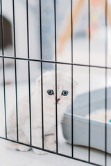 Cute white fluffy British fold cat is sitting in a cage in an animal shelter