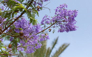Blue jacaranda flowers on tree branches. Nature