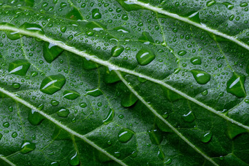 green leaf with water drops