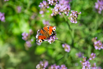 Fototapeta na wymiar butterfly on patagonian verbena 