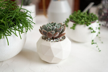Potted Echeveria succulent house plant in white ceramic pot and other succulent plants on a table indoors