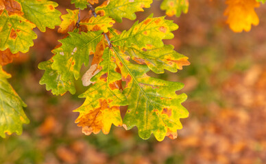 Fototapeta premium Autumn oak leaves in the park. Nature.
