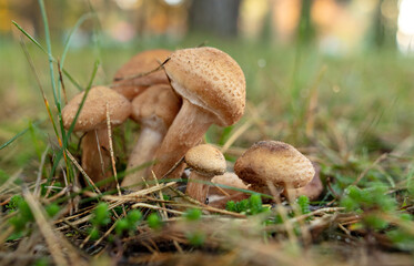 Honey mushrooms grow in the autumn forest. Close-up