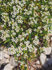 Petite snow white flowers of Lobularia maritima Alyssum maritimum, sweet alyssum or sweet alison
