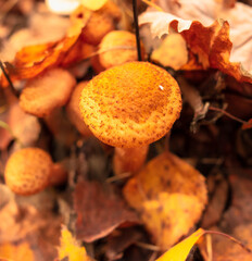 Honey mushrooms grow in the autumn forest. Close-up