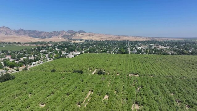 Aerial Sutter California rice grain elevator nut orchard pull fast. Economy based on farming rice, grains, walnuts peaches and cattle ranch. Fields act as wetlands for waterfowl and birds.