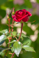 Red rose flower in nature