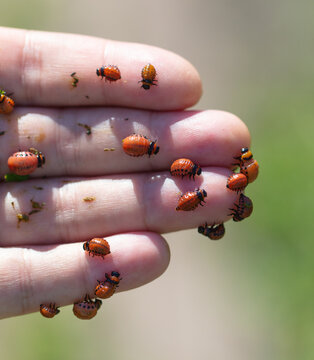 Potato Bug In Hand