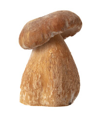 Boletus mushrooms isolated on white background