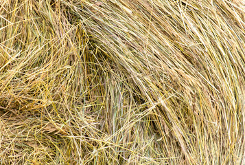 Fototapeta premium Dry hay as background. Texture
