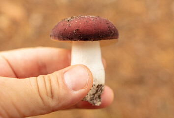 Russula mushroom in hand in the forest - obrazy, fototapety, plakaty