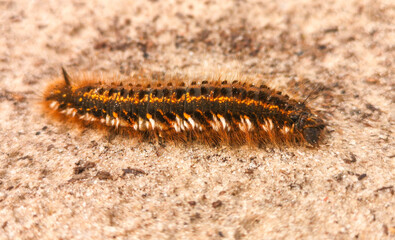 The caterpillar crawls on the ground. Macro