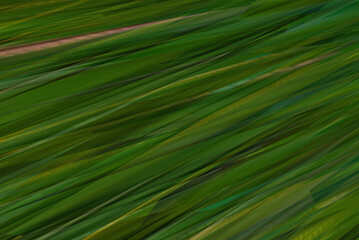 Fototapeta premium Green yellow bamboo tropics plants abstract background. Color gradient, ombre.Light Glow.grungy texture.3D rendering.