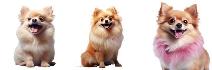 Obraz premium Pomeranian canine against transparent background