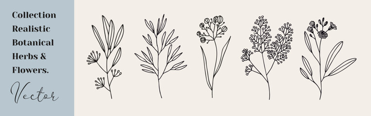 Floral branch and minimalist leaves. Hand drawn line wedding herb, elegant wildflowers. Minimal line art drawing for print, cover or wallpaper
