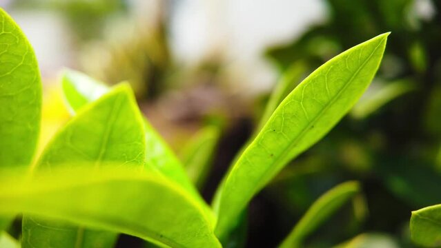 Dynamic timelapse captures close-up shots of tropical plant leaves during daytime, with other plants in the background.