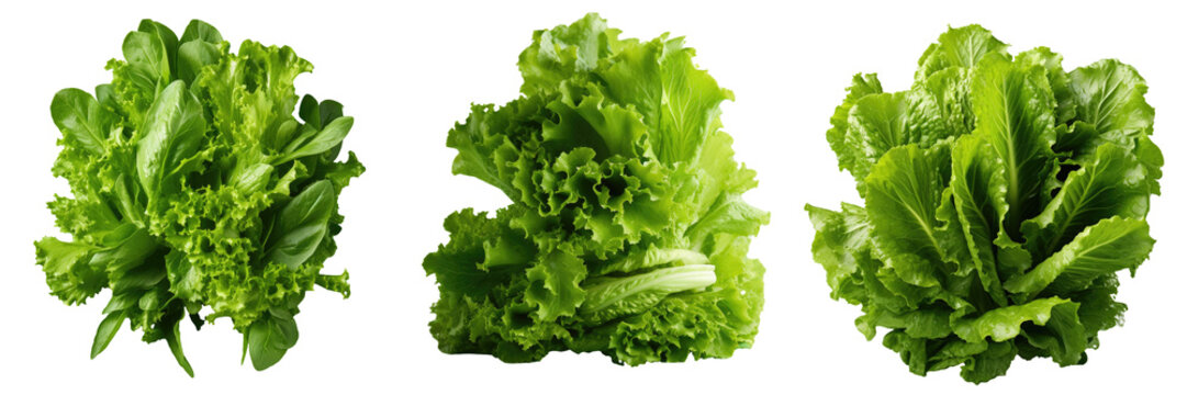 Fresh green lettuce leaves isolated on a transparent background closeup Vegetarian diet friendly healthy low calorie