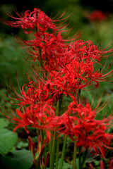 日本の里山にジグザグに咲く赤い彼岸花