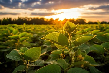 Fototapeta na wymiar Vibrant soybean field under sun w/ forest & sky backdrop. Generative AI