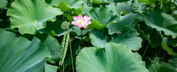 大きな葉の中に咲く蓮の花と実
A lotus flower between its big leaves