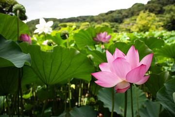 里山と蓮の花
Lotus flowers and the woodland near the village