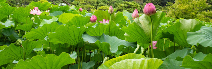 里山に咲く蓮の花
Lotus flowers blooming near the woodland