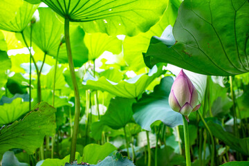 陽の光が透ける蓮の葉と蓮の蕾
A lotus bud below the lotus leaves with sunshine 