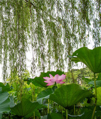 蓮の花と柳の木
 A lotus flower and a willow