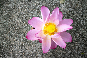 一輪の蓮の花、俯瞰
A lotus flower shooted from the top