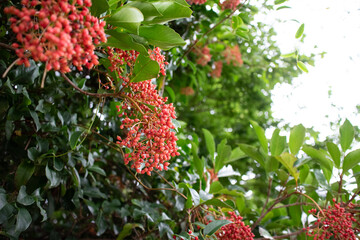 小さな赤い実をつけた枝
Many small red fruits on the branches