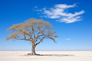 A lone camelthorn acacia tree against a blue sky in Etosha National Park, Southern Africa. Generative AI