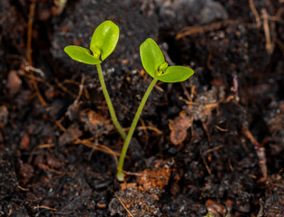 Two saplings are growing together. It's like the life of a newly married couple