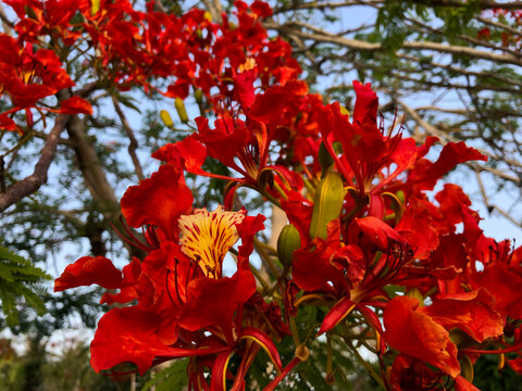 Flamboyant tree in bloom