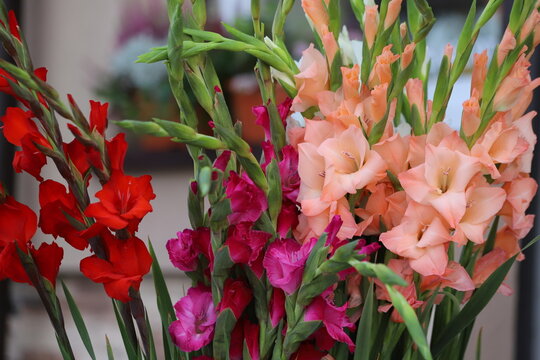 A bouquet of colorful gladioli flowers. Background.