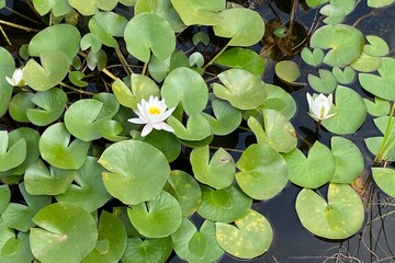 Beautiful water Lily flowers and leaves
