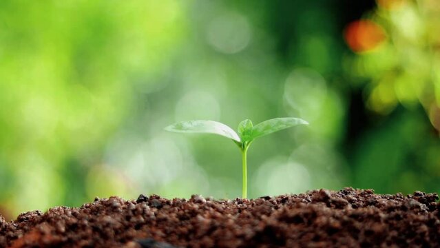 little green plant with soil natural footage clip