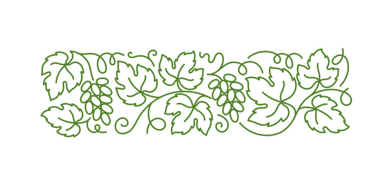 Grape vine floral ornament. Grape branches and leaves. Editable outline stroke. Vector line.