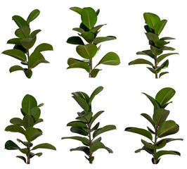 collection of green leaves of Gummtree / Ficus Elastica - Robusta plant bush isolated on transparent background, png, image compositing footage, alpha channel, forest, nature jungle, tropical element