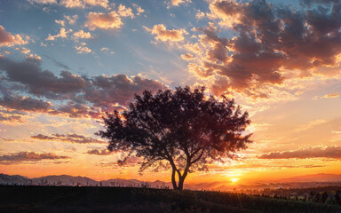 Fototapeta na wymiar 沈む夕日と一本の木