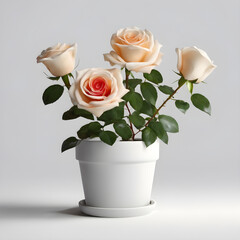 Rose in a white pot, white background. ai generative