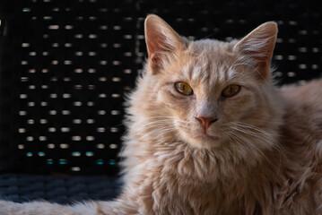 Long haired light orange stray cat with gold eyes on dark background.
