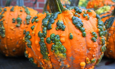 Warty Goblin - a hard shell pumpkin, with warts remaining green for several weeks after harvest....
