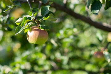 A fresh green apple on a branch, a place for an inscription