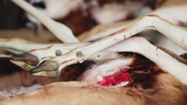 Close-up view of springbuck hooves on pile and blood on skins after hunt