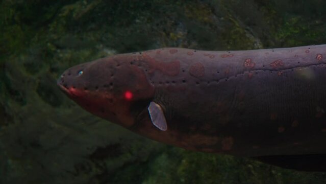 Closeup of Electric Eel Swimming  in Daejeon Aquarium, South Korea