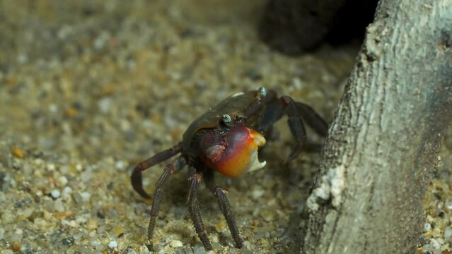 Closeup of Chiromantes Haematocheir is a Mudflat Crab Endemic to East Asia. Red-clawed Crab or Akategani (Japanese) and the Latin Names Grapsus Sesarma Haematocheir