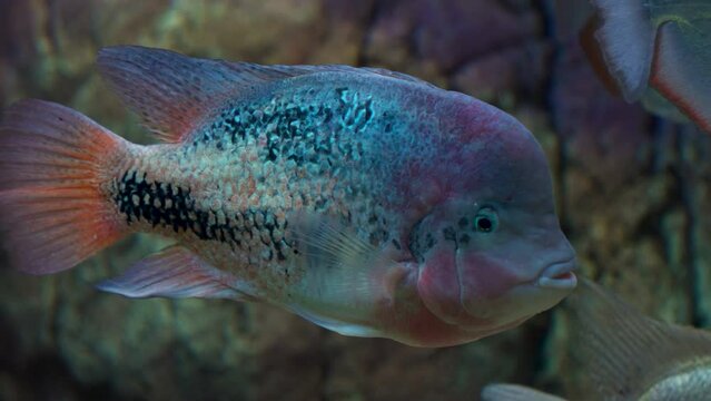 Cichlazoma Rainbow or Vieja Synspilum (Cichlasoma Sensillum) Fish Swims in Daejeon Aquarium - Close-up