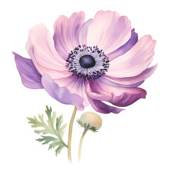 watercolor lilac anemone isolated on white background