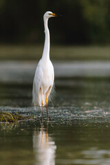 Photo of a graceful white bird standing in the tranquil waters of the Danube Delta Danube Delta birds wild life